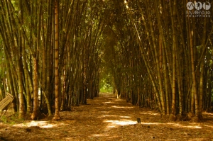 Bamboos - off the beaten track
